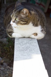 横を向く猫